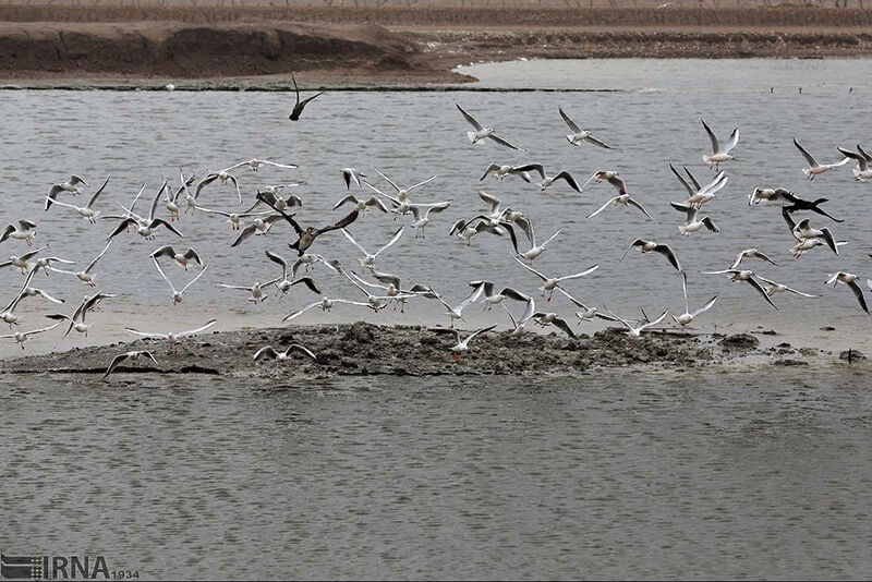 پرندگان مهاجر میهمان هورالعظیم شدند
