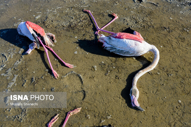 همه چیز درباره قاتل پرندگان در میانکاله