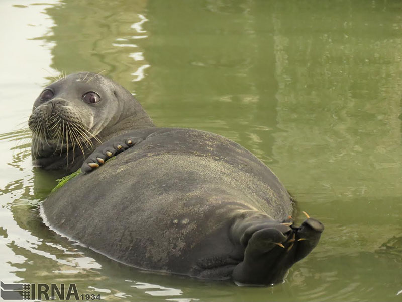 شنای «فُک خزری» در آبراه انقراض