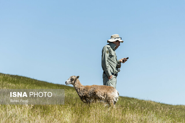 محیط‌بانان و جنگلبانان در خط مقدم حفاظت از طبیعت