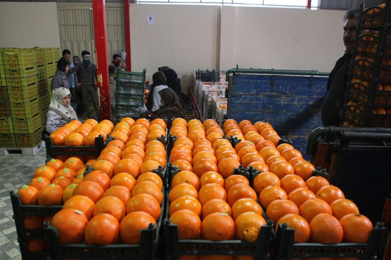 عرضه میوه تنظیم بازار شب عید در سراسر کشور آغاز شد