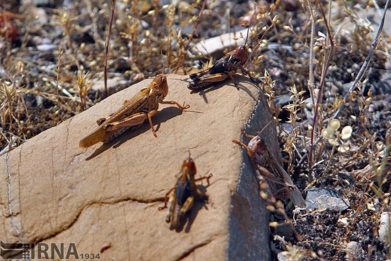 مبارزه با ملخ صحرایی در بیش از 113 هزار هکتار انجام شد‌