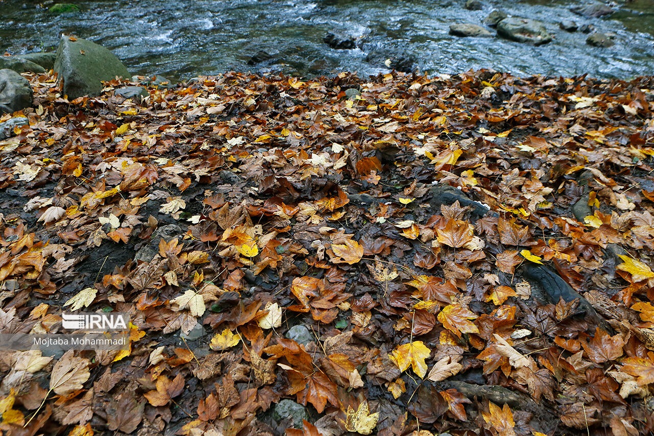 بارش‌های پاییزی امسال زودتر از موعد شروع می‌شود/ دمای هوا در پاییز خیلی خنک نیست