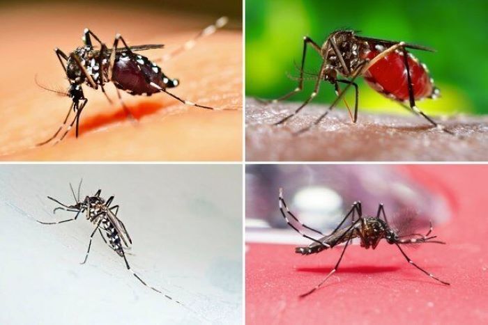 شیوع تب دانگ در کشور/آزمایش ۶۳ نفر مثبت شد