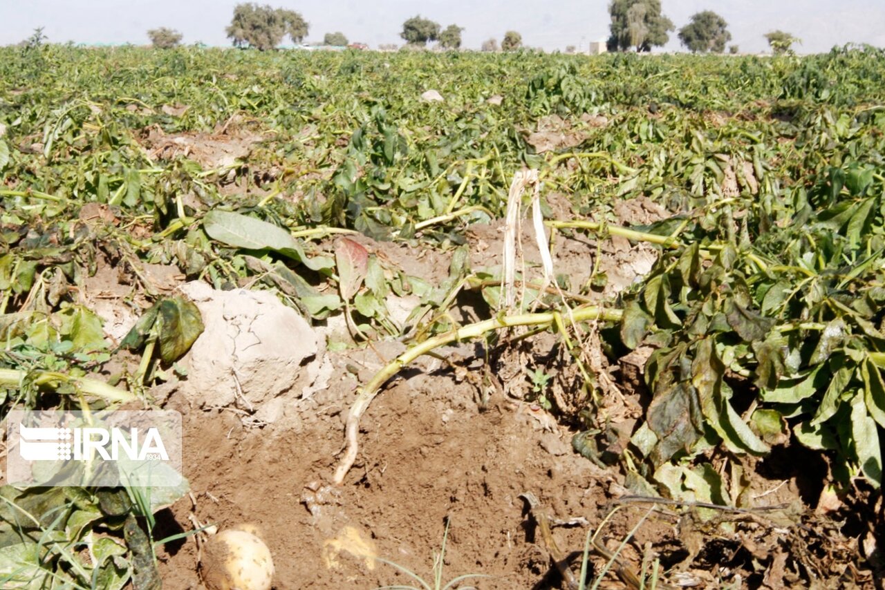 تداوم بارش‌های تابستانی تا جمعه و خطر خسارت به محصولات کشاورزی