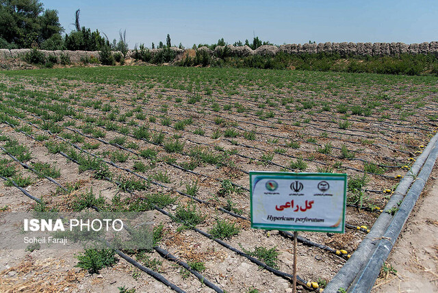 گیاهان دارویی و آبیاری تجمیعی به کمک دریاچه ارومیه می‌آیند